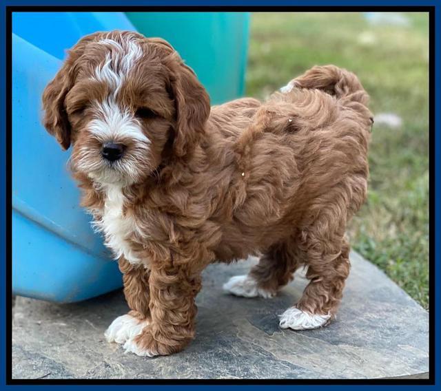 Delta Roka pups 7 wks old 11