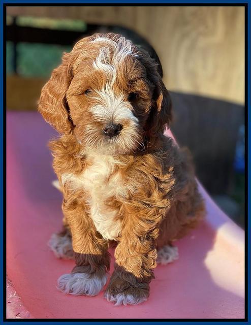 Delta Roka pups 7 wks old 21