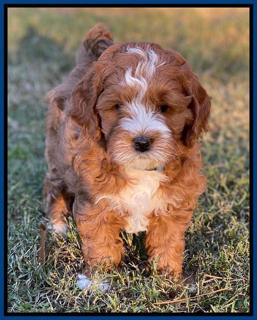 Delta Roka pups 7 wks old 51