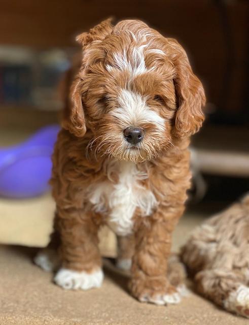 Delta Roka pups 8 wks old 41