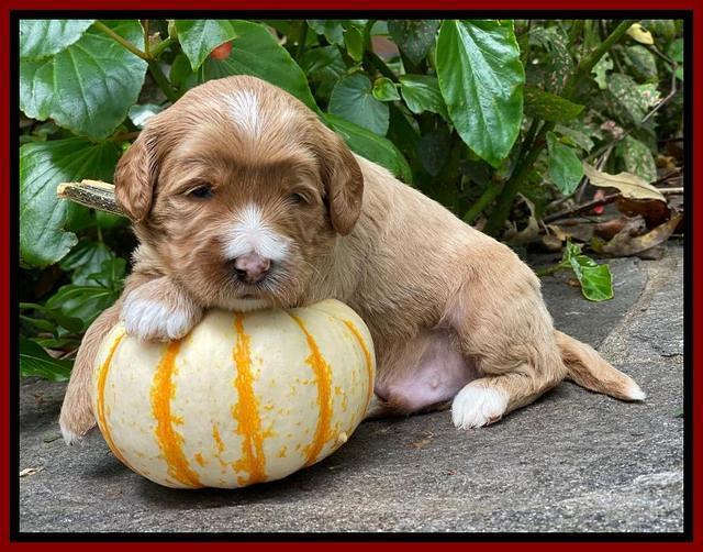 Delta Roka pups 3 wks old 81