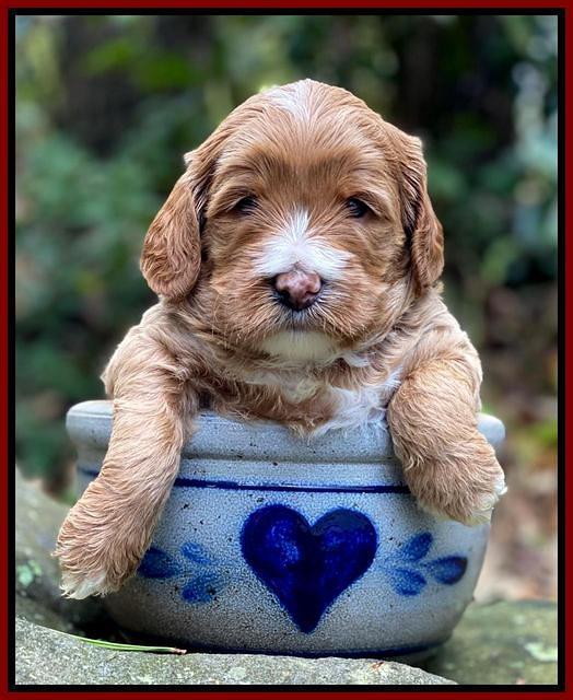 Delta Roka pups 4 wks old 101