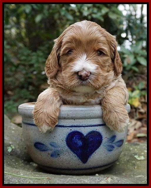 Delta Roka pups 4 wks old 81