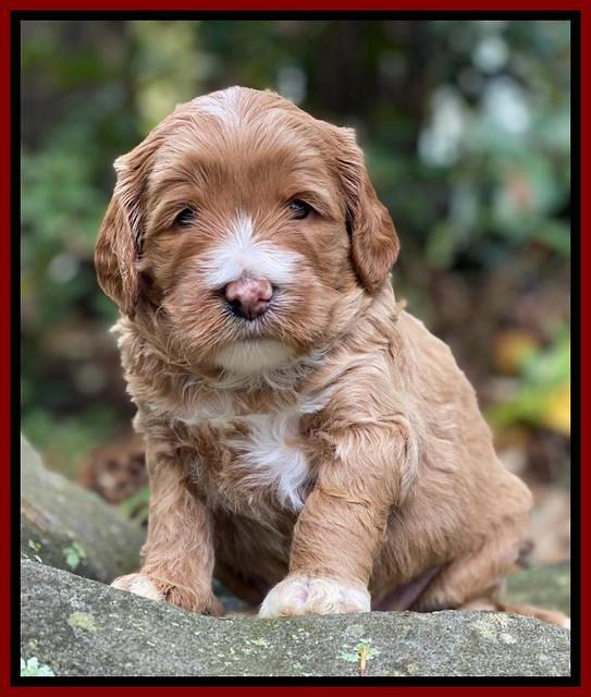 Delta Roka pups 4 wks old 91