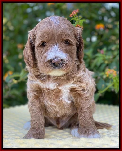 Delta Roka pups 5 wks old 51