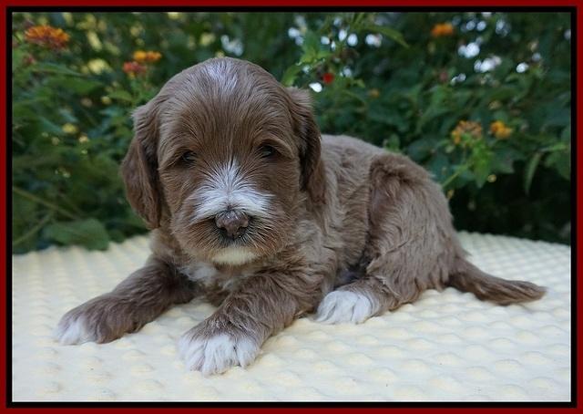 Delta Roka pups 5 wks old 61