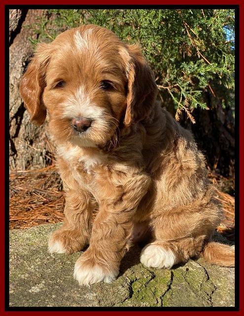 Delta Roka pups 6 wks old 61