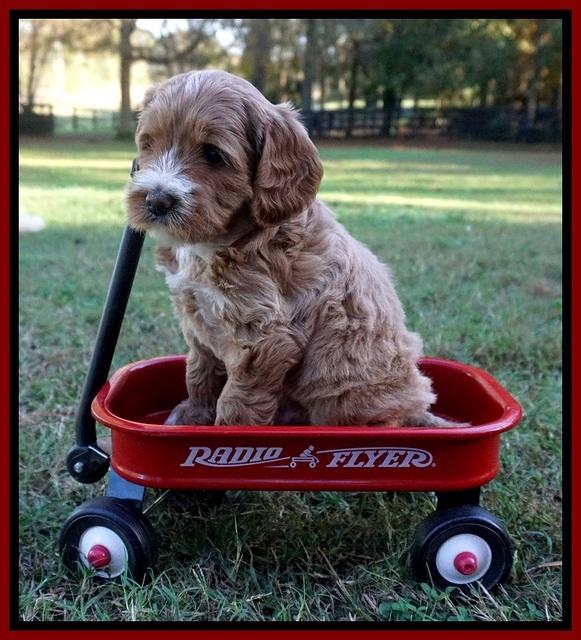 Delta Roka pups 6 wks old 91