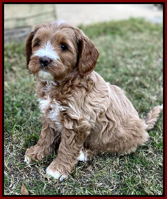 Delta Roka pups 7 wks old 71