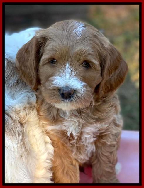 Delta Roka pups 7 wks old 81