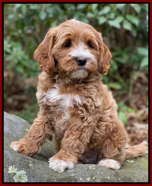 Delta Roka pups 8 wks old 11100