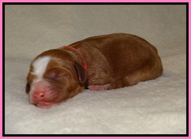 Delta Roka newborn pups 415