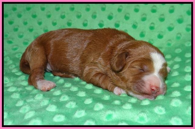 Delta Roka pups 1 wk old 51
