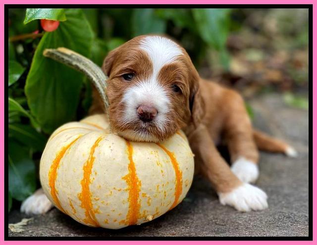 Delta Roka pups 3 wks old 101