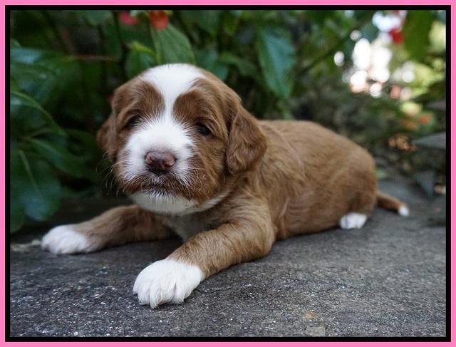Delta Roka pups 3 wks old 141