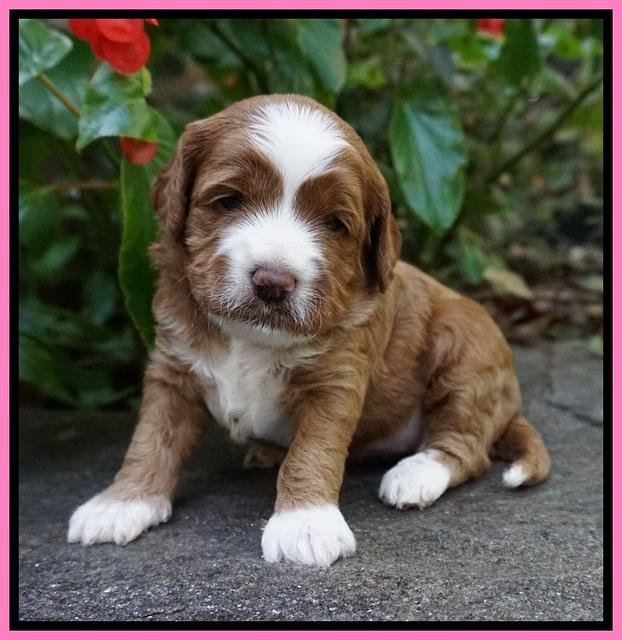Delta Roka pups 3 wks old 151
