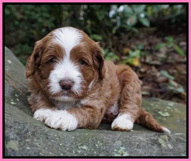 Delta Roka pups 4 wks old 131