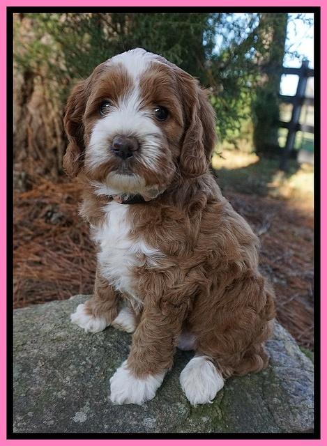 Delta Roka pups 6 wks old 131