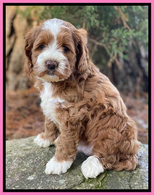 Delta Roka pups 6 wks old 141