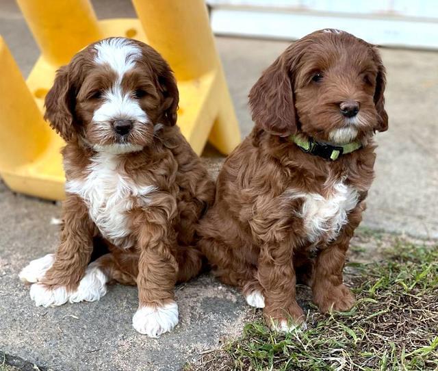 Delta Roka pups 7 wks old 161