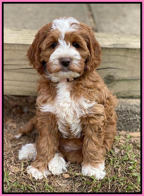 Delta Roka pups 8 wks old 191