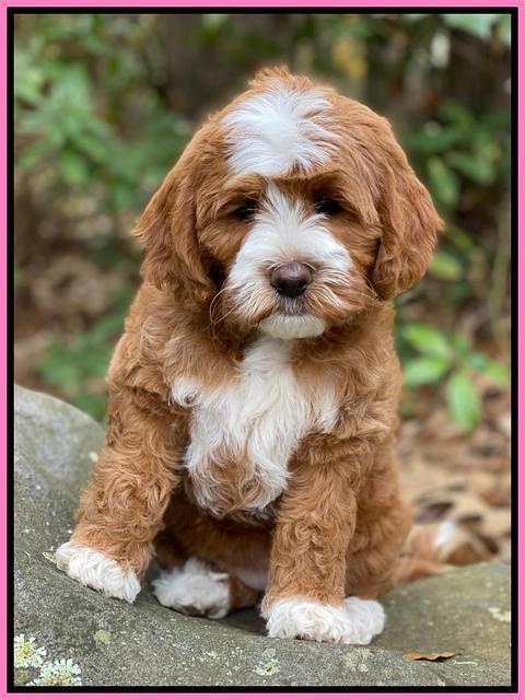 Delta Roka pups 8 wks old 221