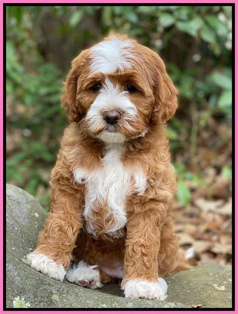 Delta Roka pups 8 wks old 231