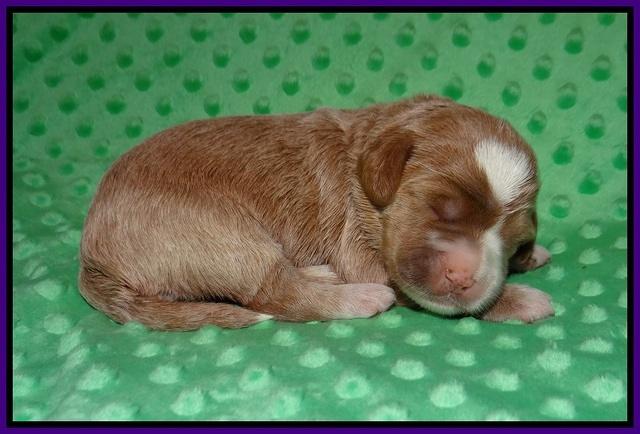 Delta Roka pups 1 wk old 81
