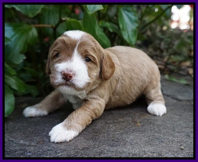 Delta Roka pups 3 wks old 201