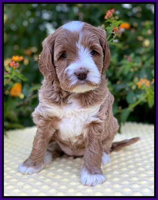 Delta Roka pups 5 wks old 101