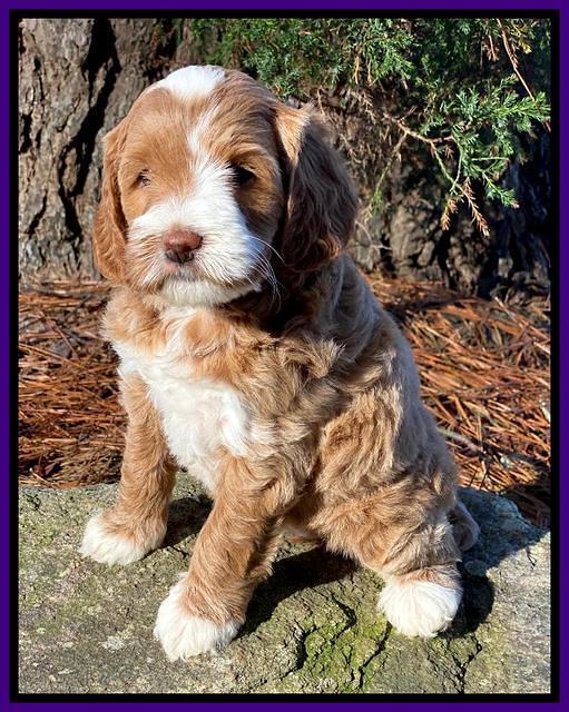 Delta Roka pups 6 wks old 191