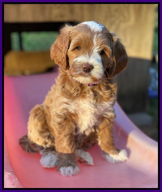 Delta Roka pups 7 wks old 181