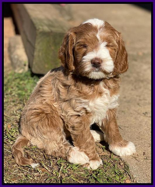 Delta Roka pups 7 wks old 191