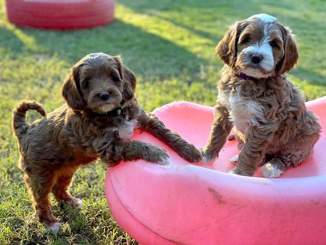 Delta Roka pups 7 wks old 221