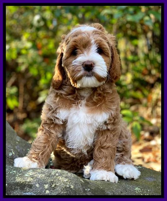 Delta Roka pups 8 wks old 241