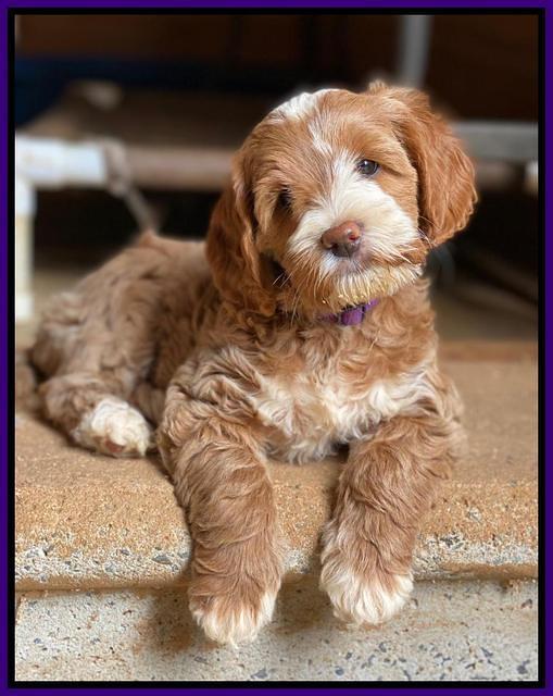 Delta Roka pups 8 wks old 271