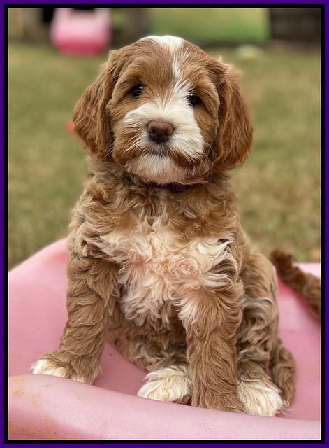 Delta Roka pups 8 wks old 281