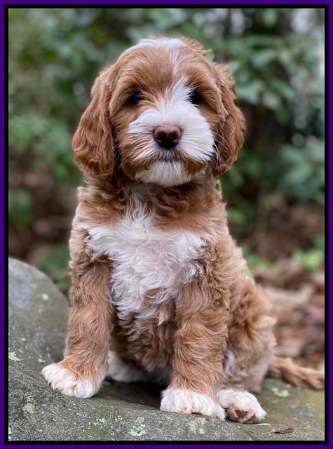 Delta Roka pups 8 wks old 4100