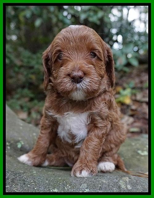 Delta Roka pups 4 wks old 221