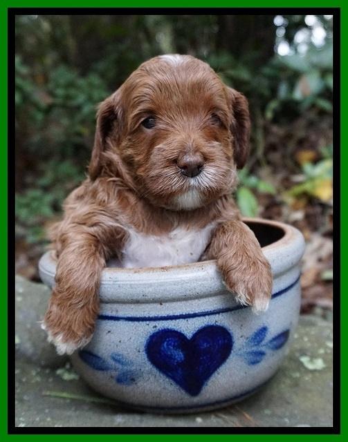 Delta Roka pups 4 wks old 231