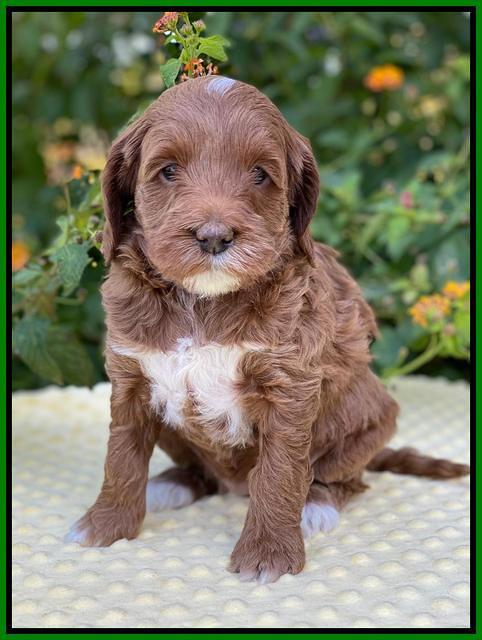 Delta Roka pups 5 wks old 151