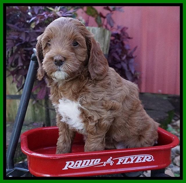 Delta Roka pups 6 wks old 231