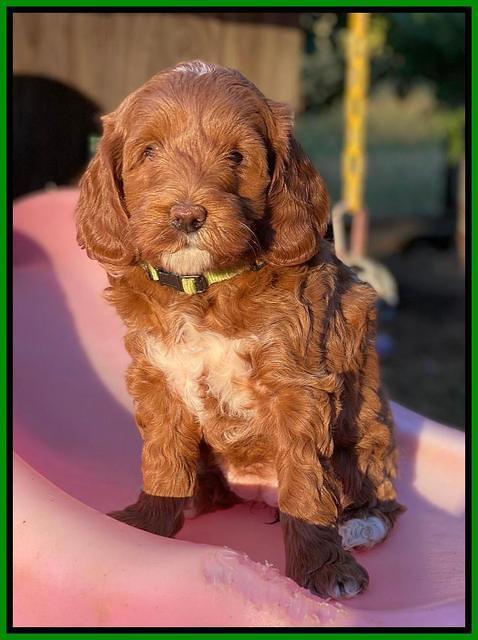 Delta Roka pups 7 wks old 241