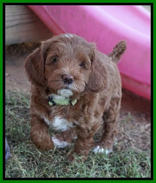 Delta Roka pups 7 wks old 261