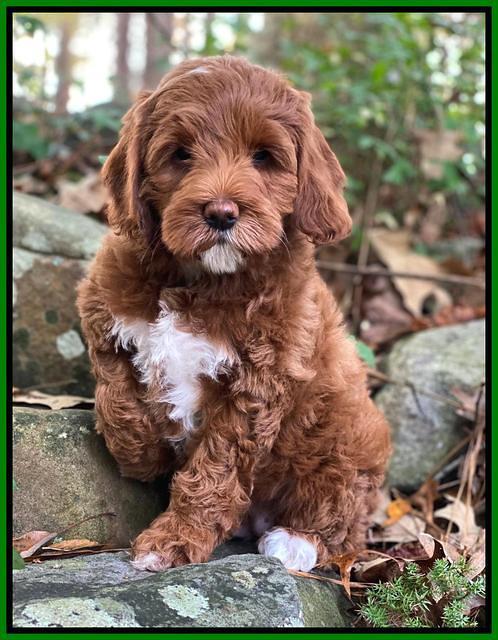 Delta Roka pups 8 wks old 381