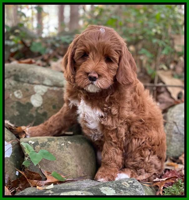Delta Roka pups 8 wks old 411