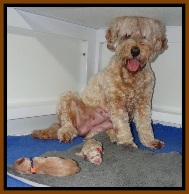 Dreamer Nova newborn 77