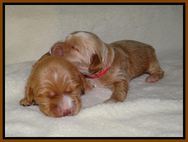 Dreamer Nova pups 1 wk old 81