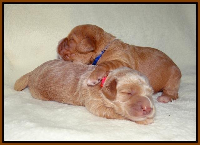 Dreamer Nova pups 1 wk old 91