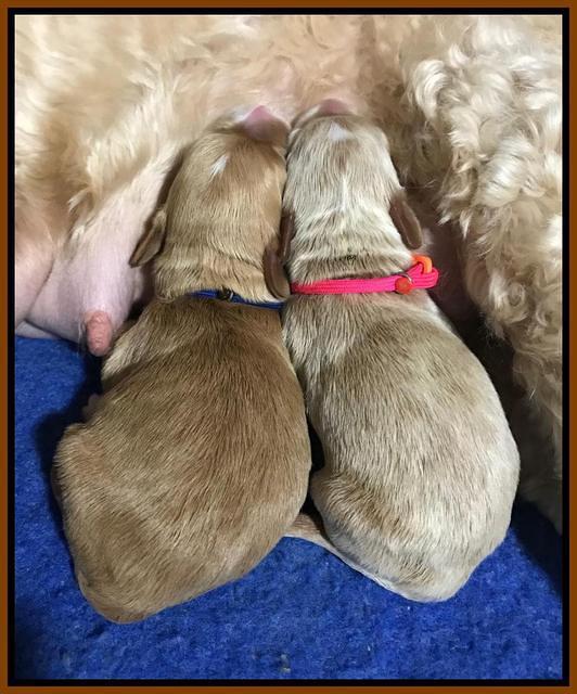 Twins 2 days old